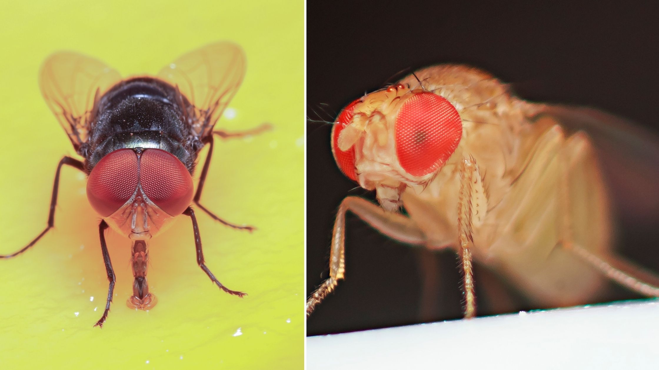 How to Get Rid of Fruit Flies