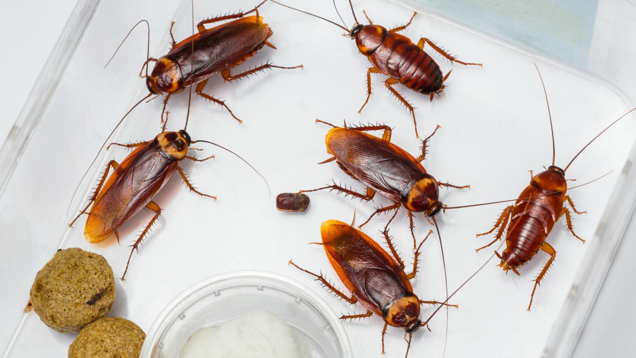 How to Get Rid of Roaches in Apartment