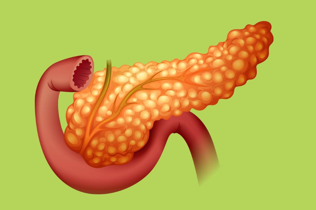 What is the Pancreas?