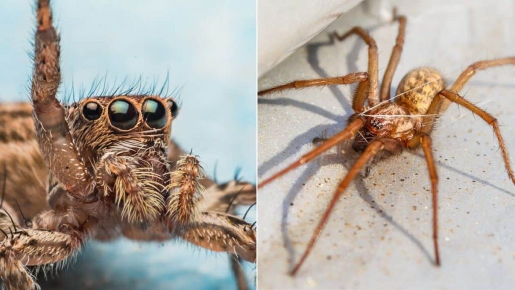 Keep Spiders Out of Your Home