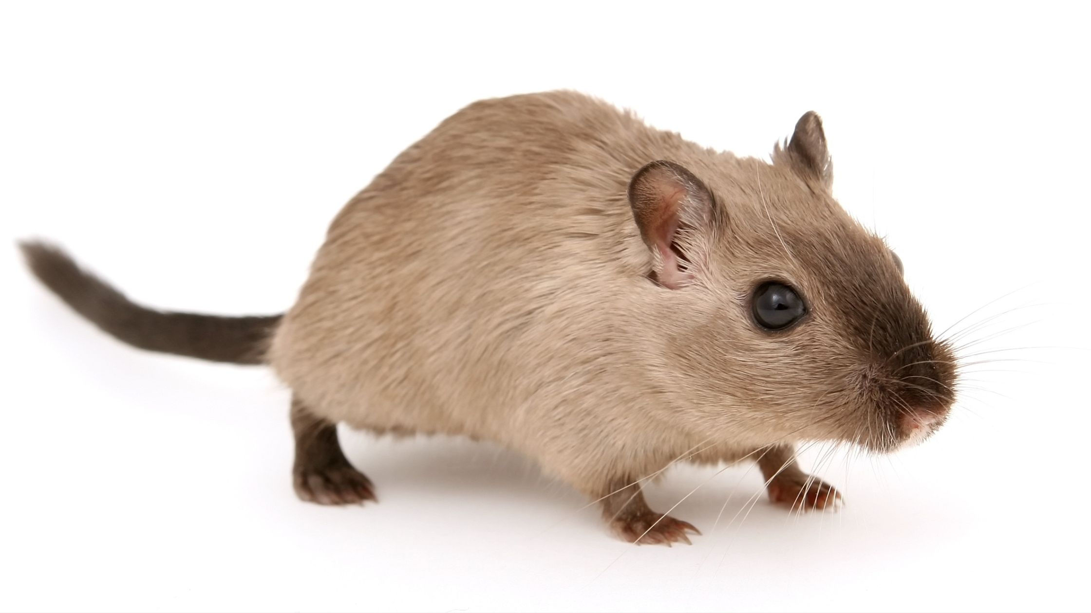 How to Get Rid of Mice in Your Home