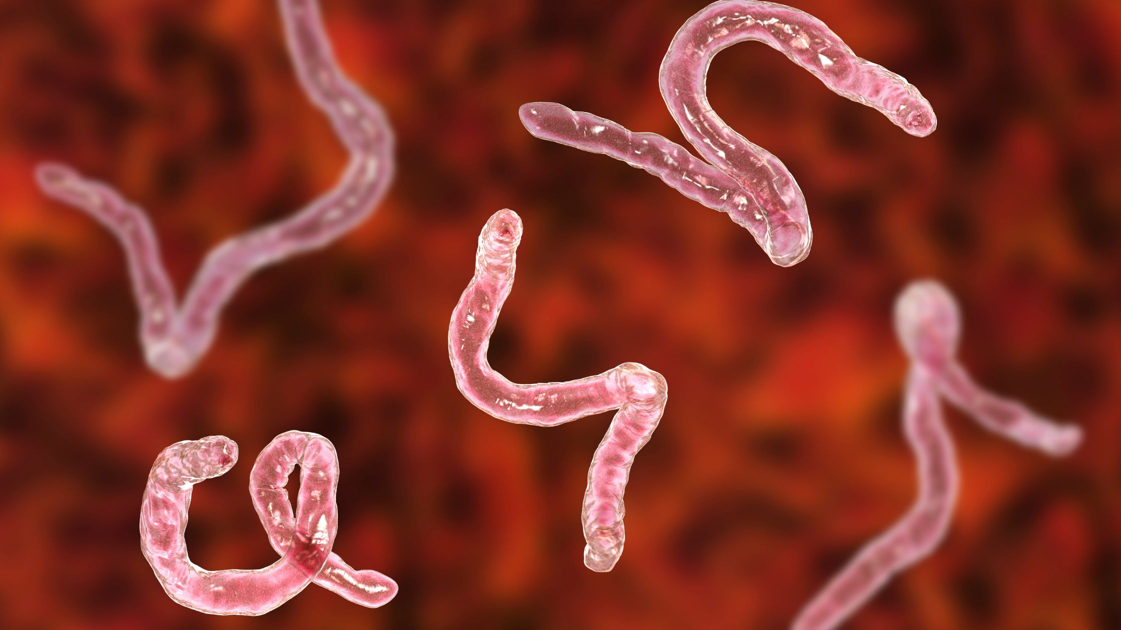 Early Signs of A Tapeworm