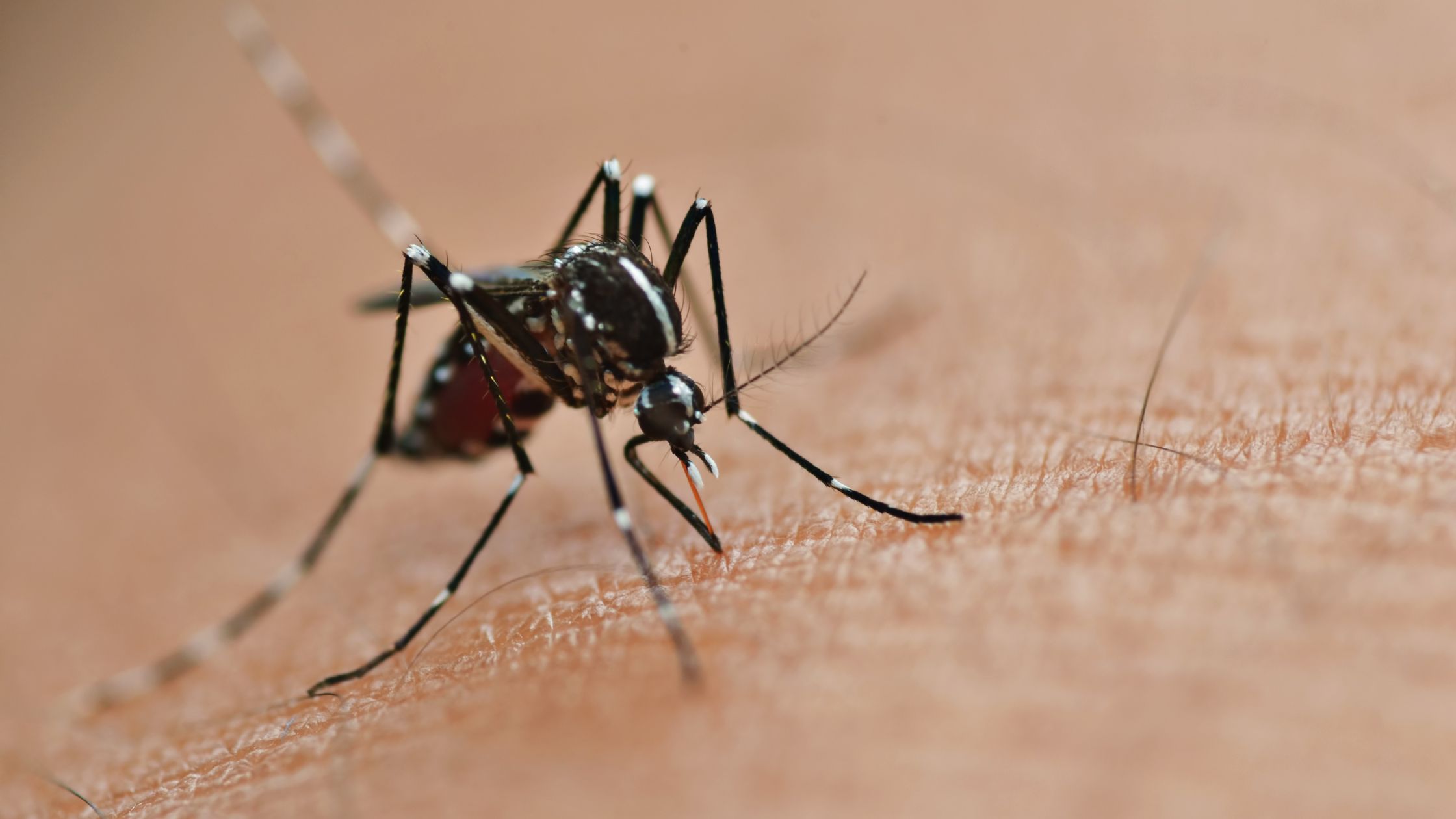 How To Stop Mosquito Bites From Itching