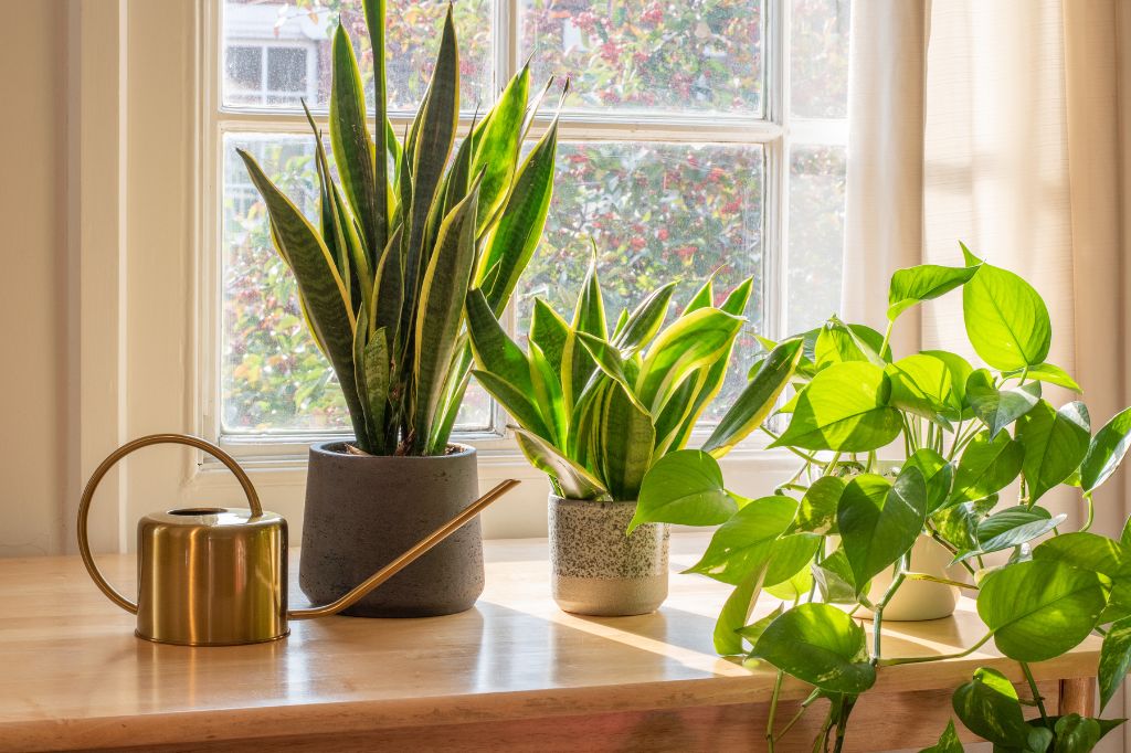 Natural Ways to Freshen the Air in Your Home