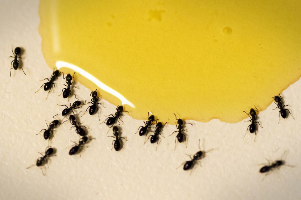 How To Get Rid Of Ants in Your Home
