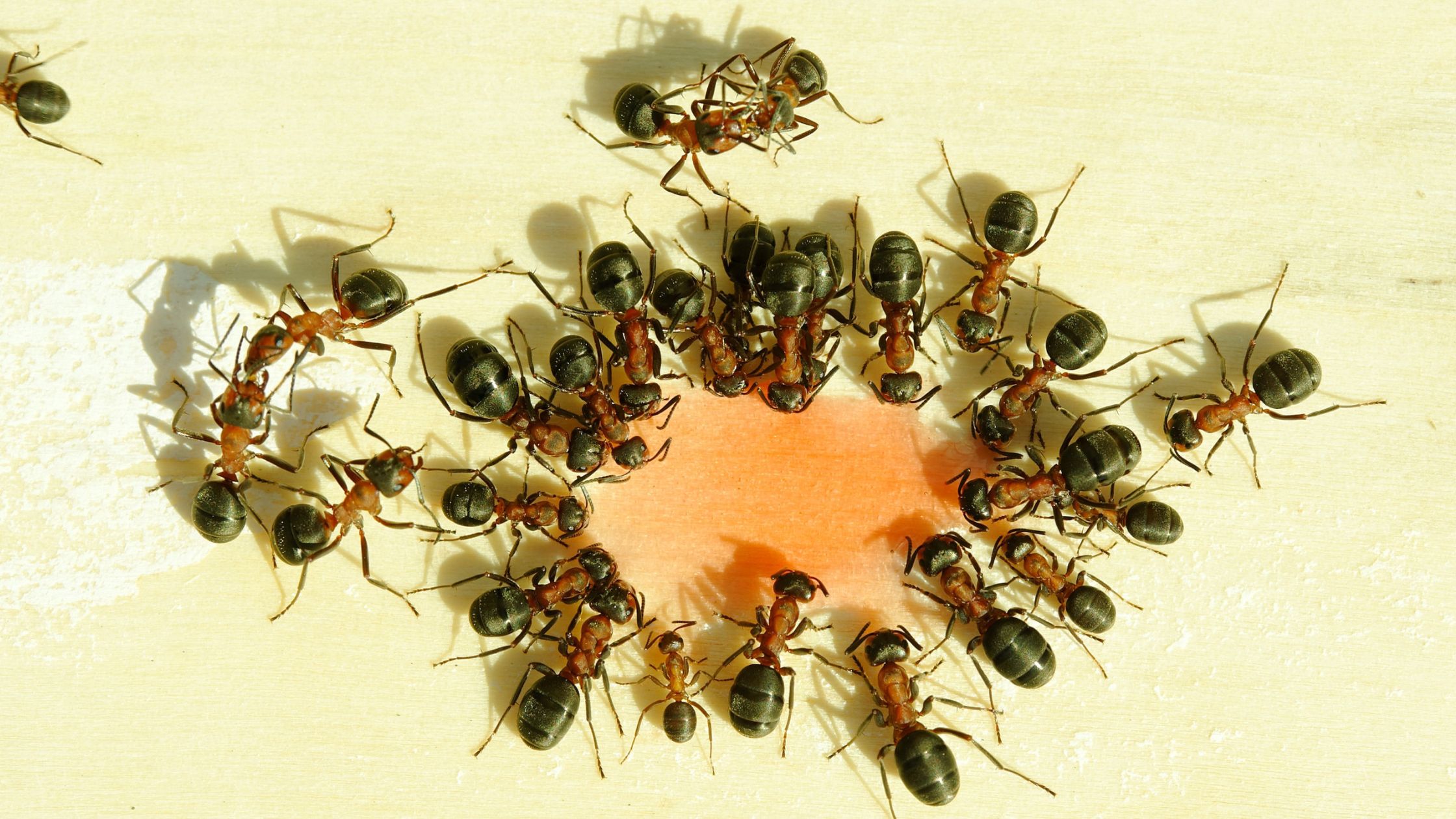 How To Get Rid Of Ants in Your Home