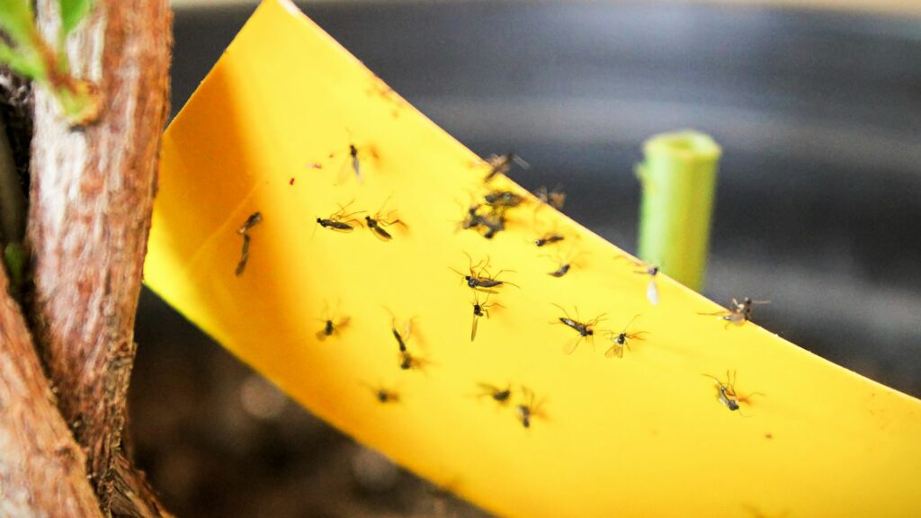 How to Get Rid of Gnats in Your House