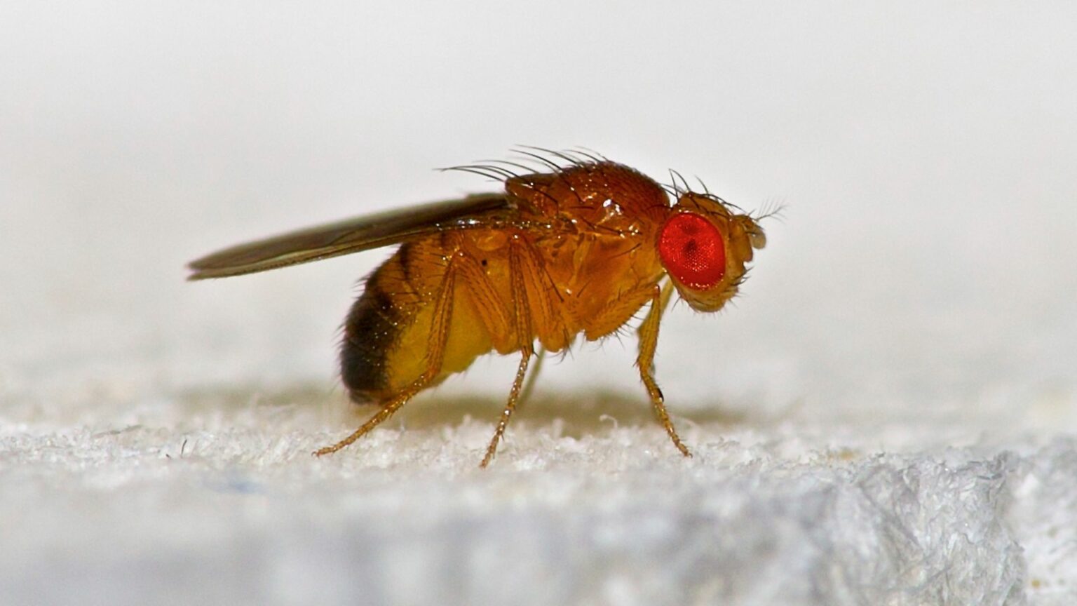 How to Get Rid of Gnats in Your House