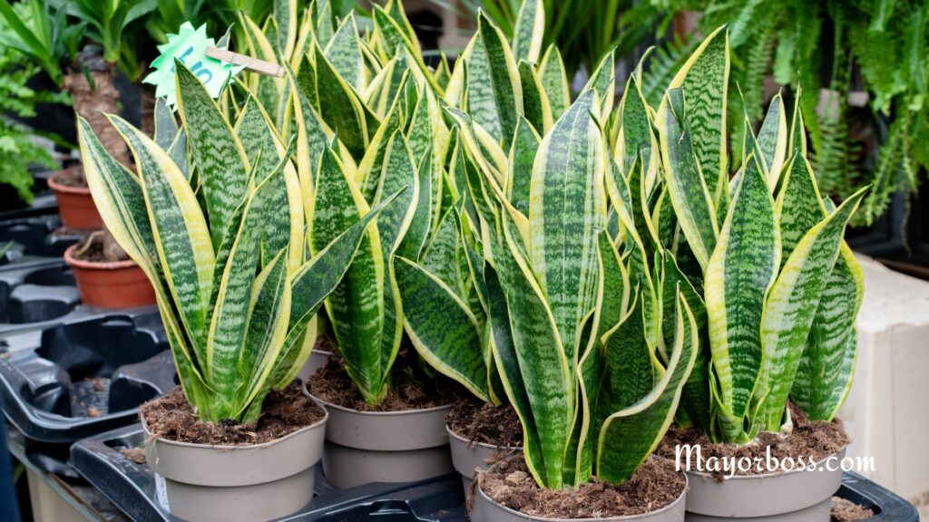 Easiest Houseplants That Anyone Can Grow