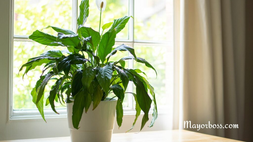 Easiest Houseplants That Anyone Can Grow