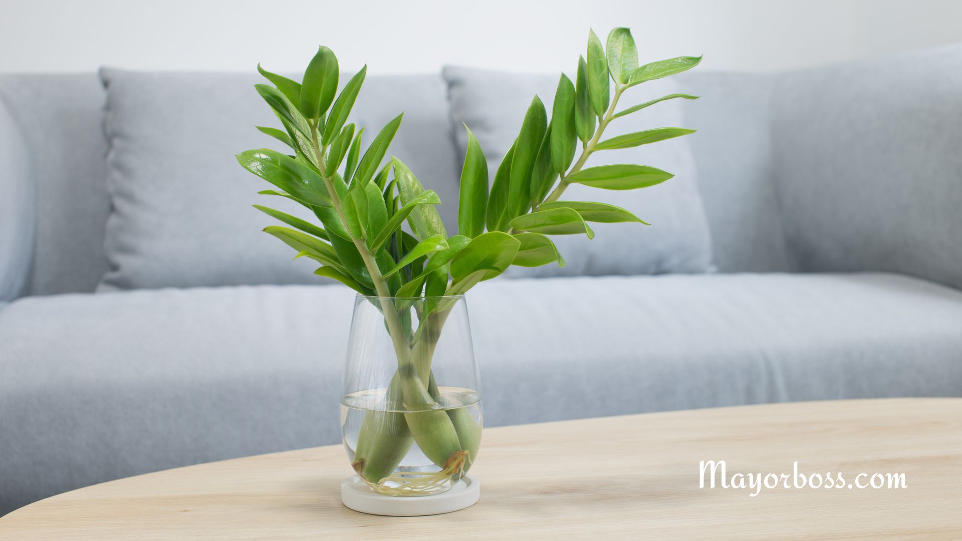 7 Easiest Houseplants That Anyone Can Grow