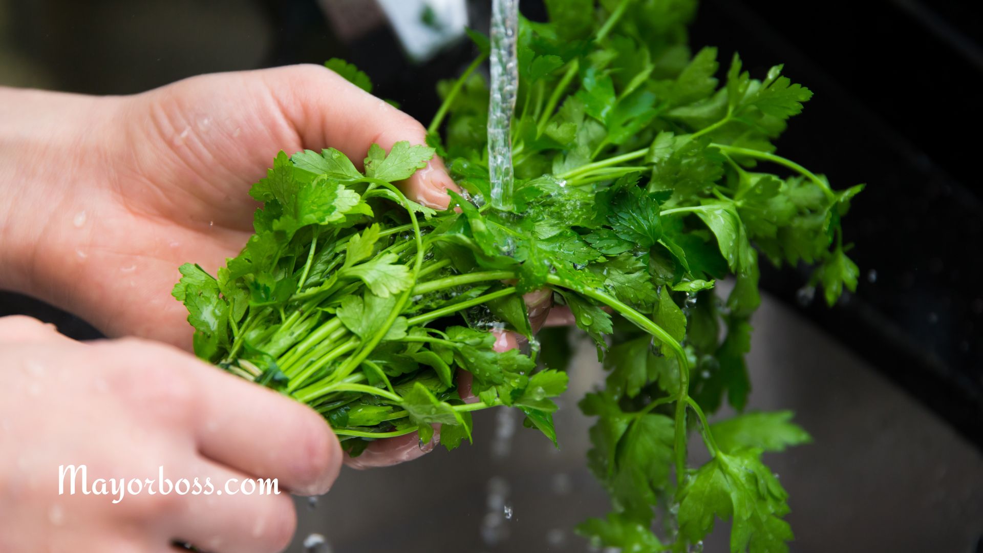 Health Benefits of Eating Parsley  