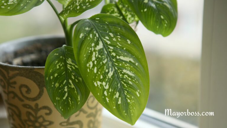 Health Benefits of Houseplants