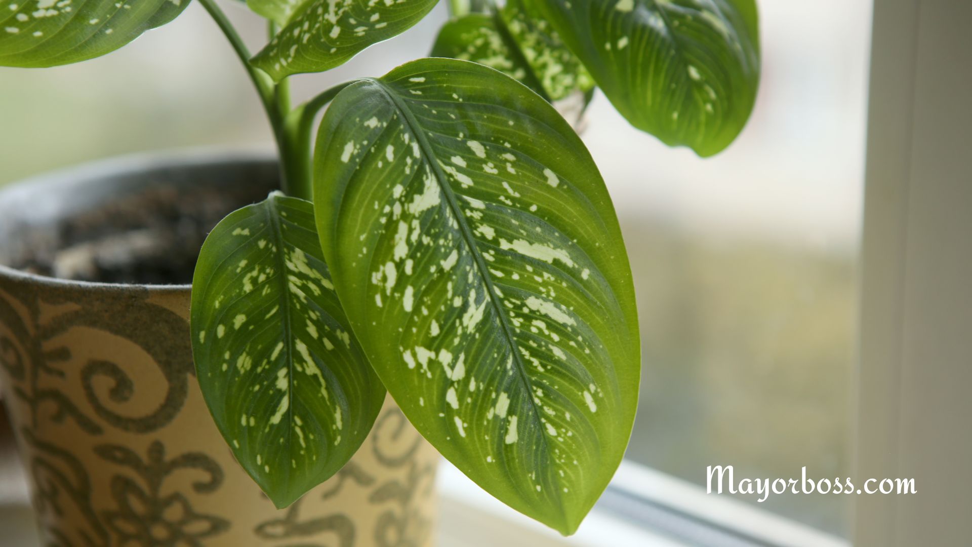 5 Health Benefits of Houseplants