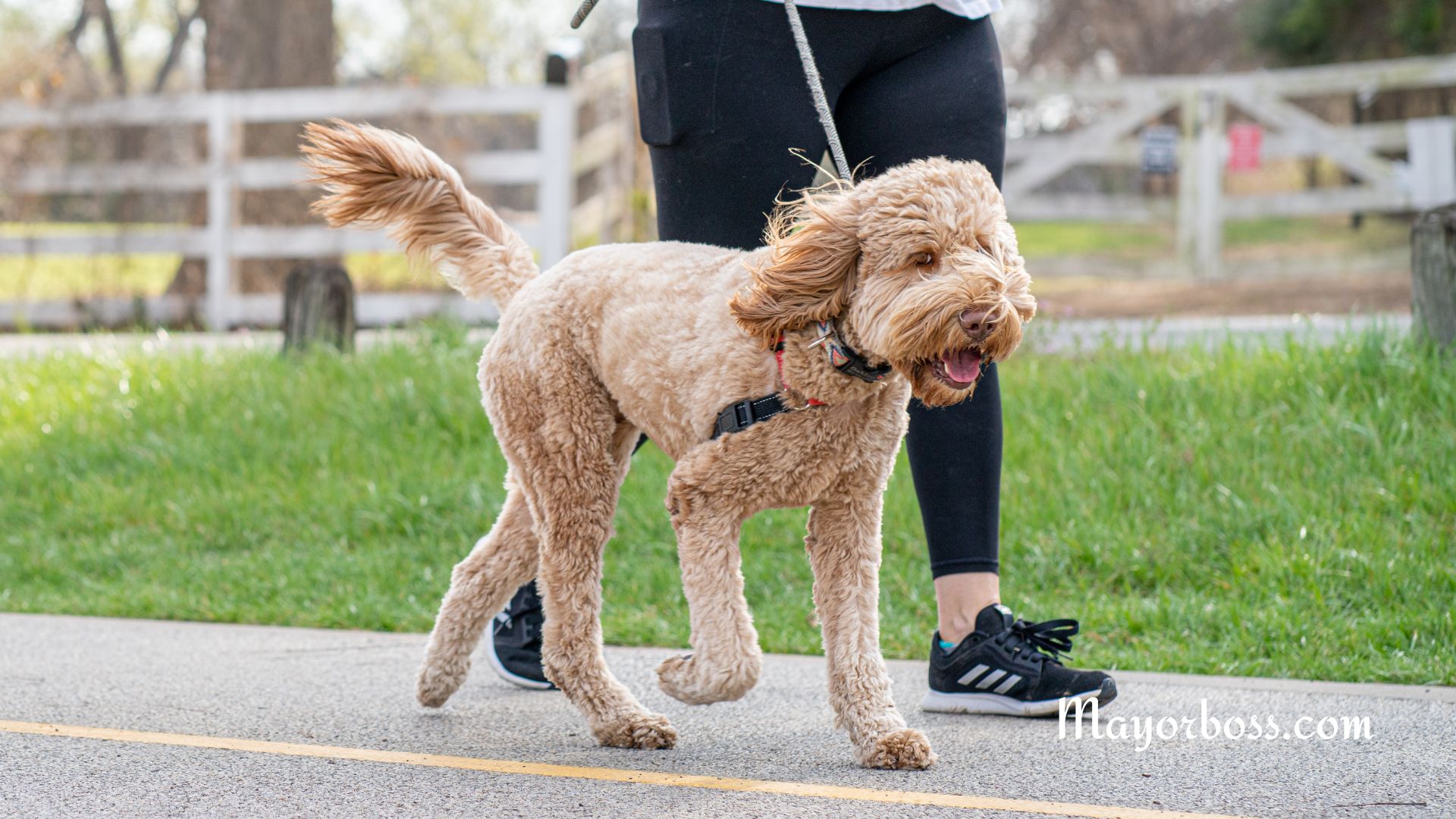 Health Benefits of Pets