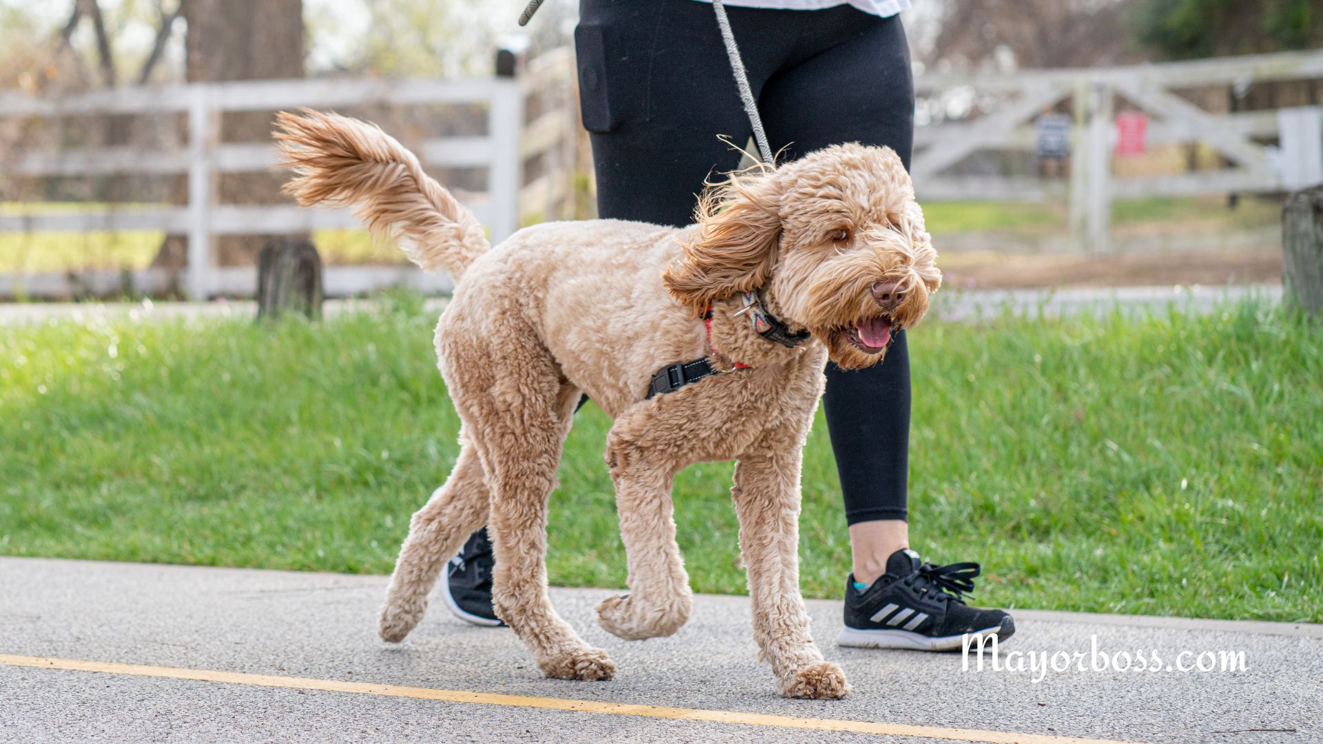 6 Health Benefits of Pets