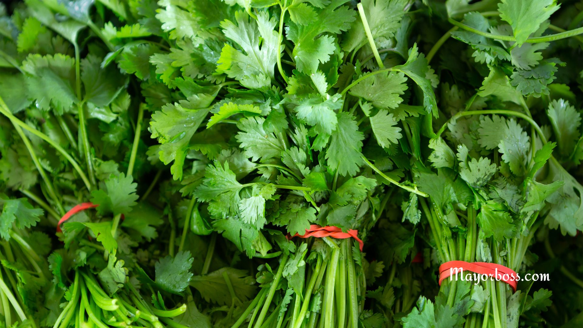 Health Benefits of Cilantro