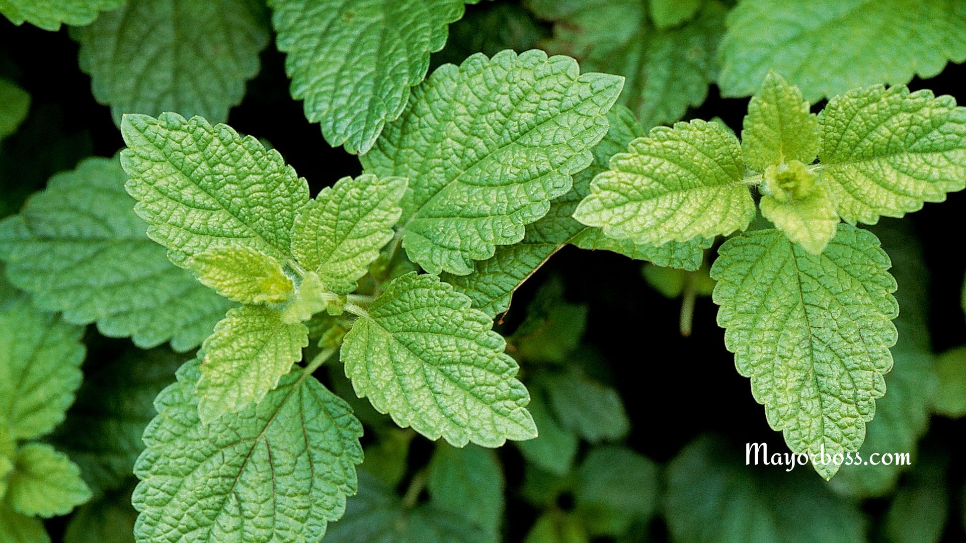 20 Uses for Lemon Balm