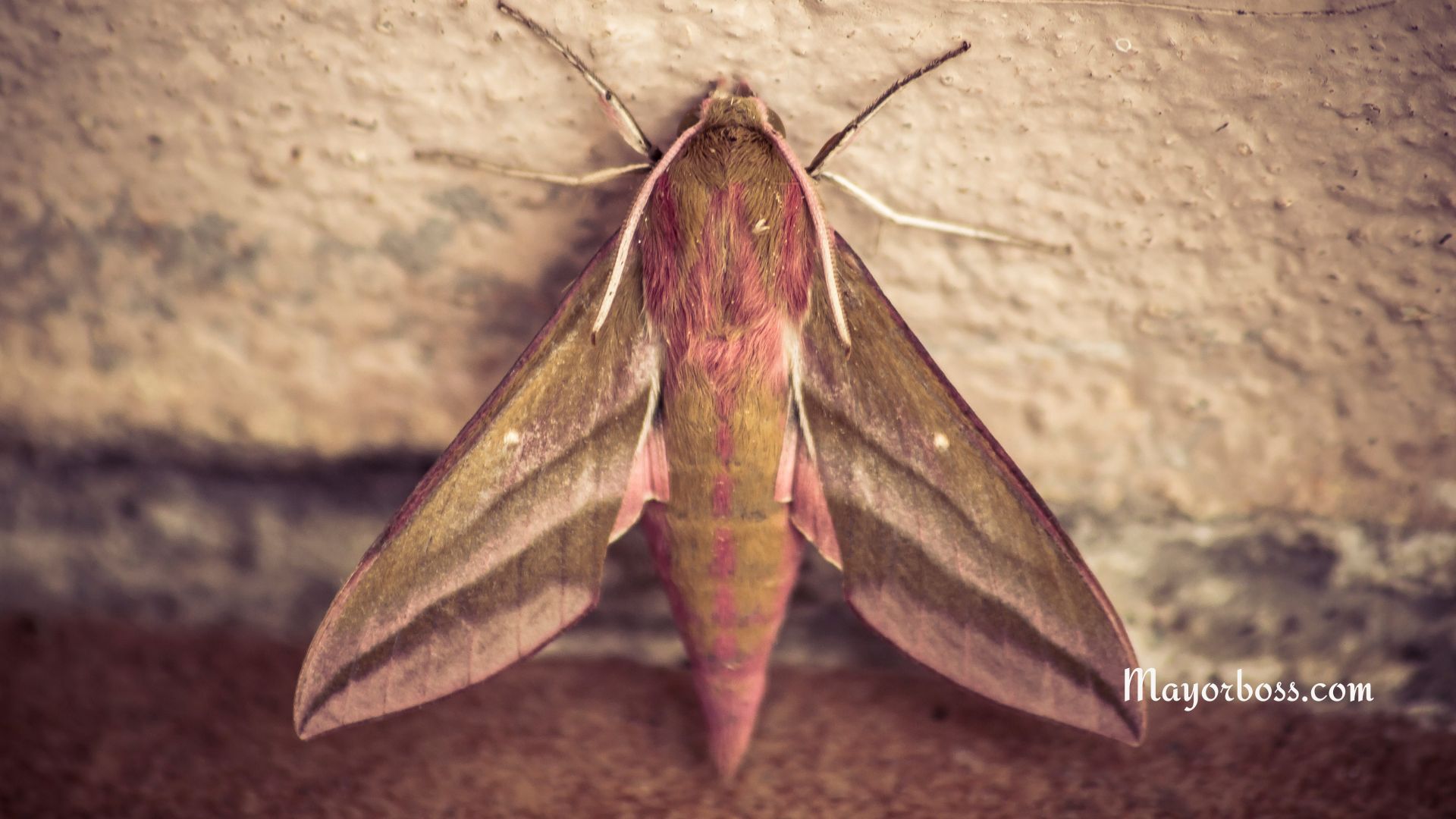 How to Get Rid of Moths in House