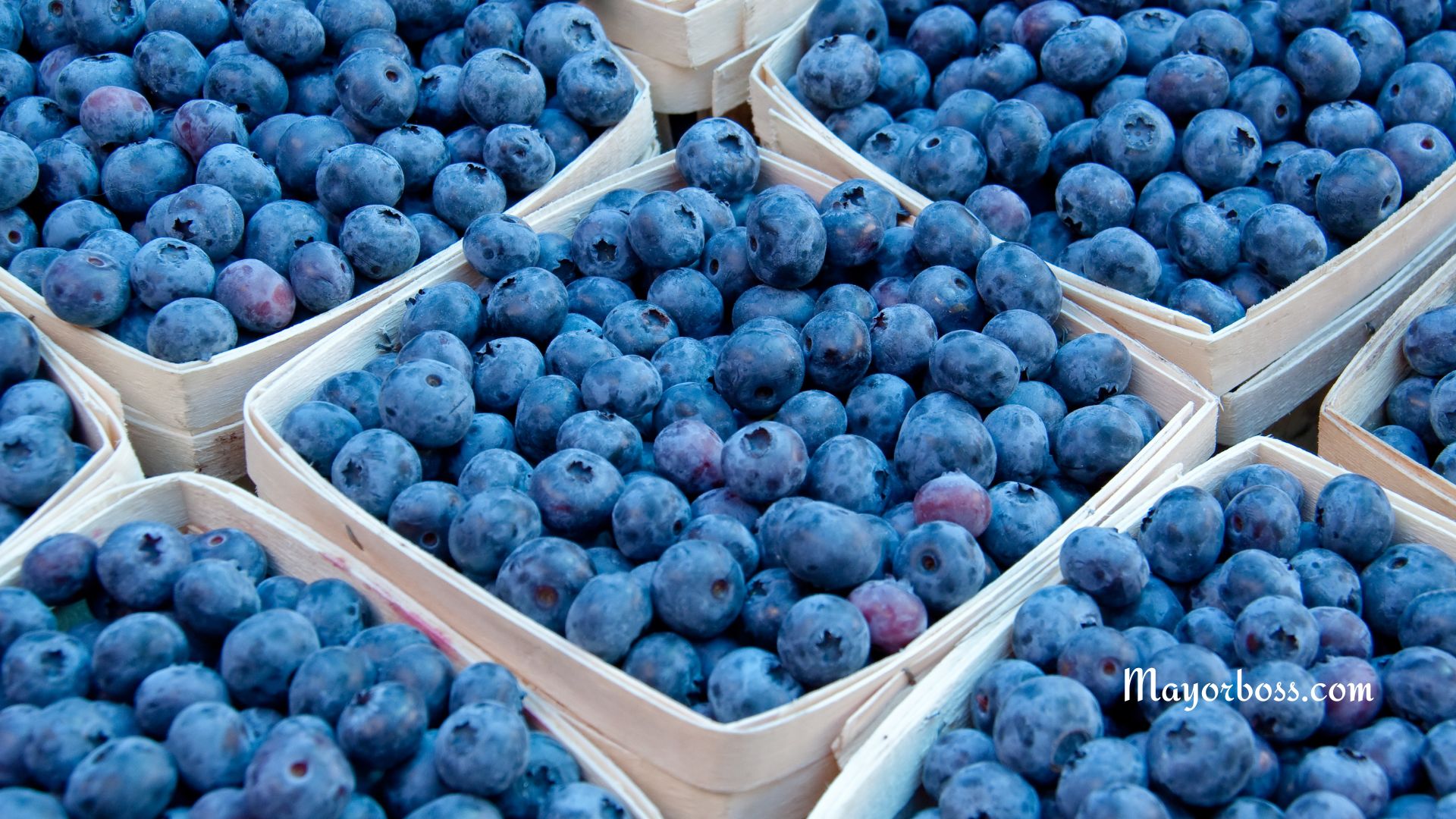 Reasons to Eat Blueberries Every Day