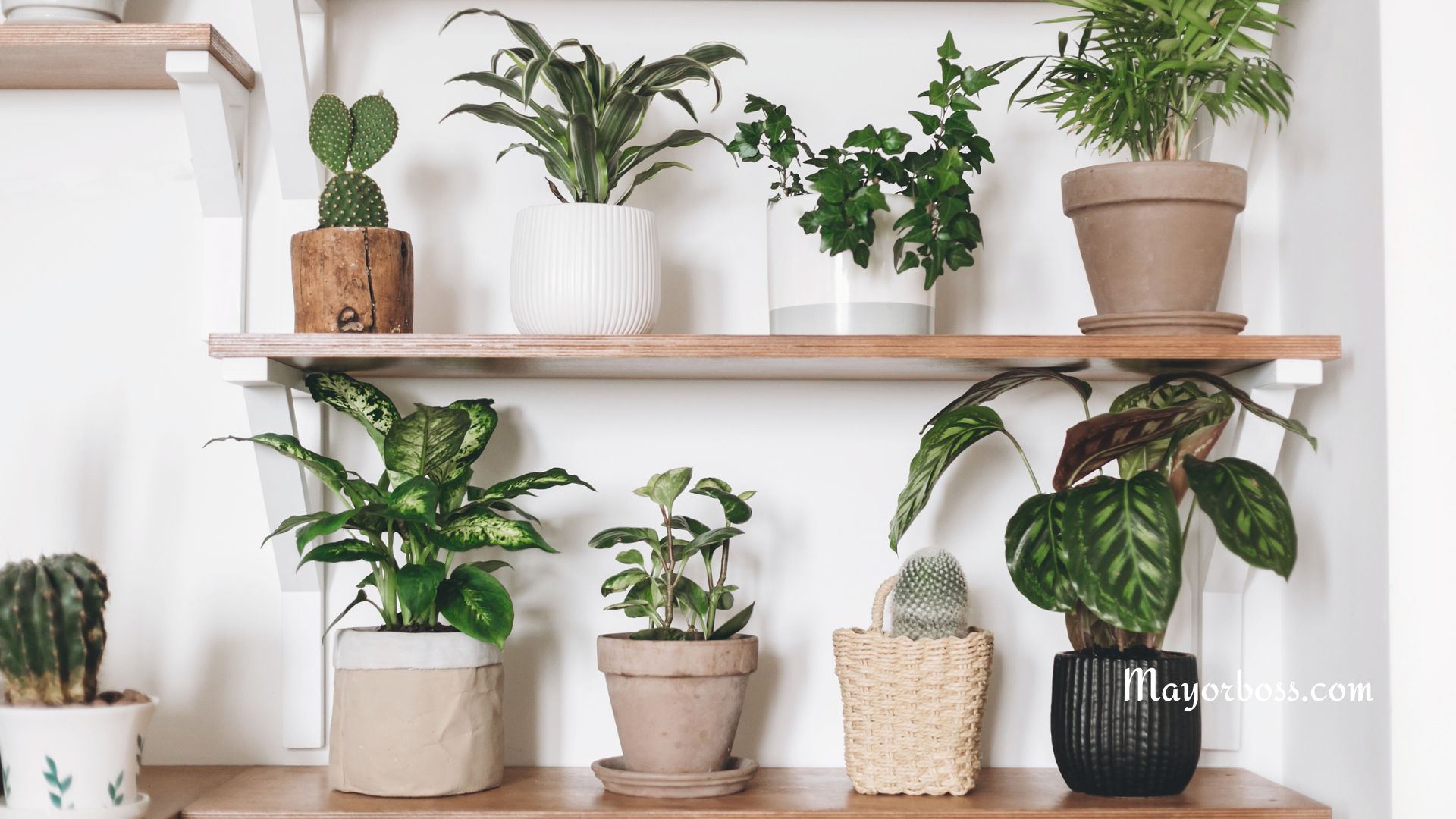 5 House Plants Scientifically Proven To Reduce Anxiety and Depression