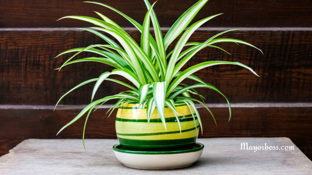 House Plants Scientifically Proven To Reduce Anxiety and Depression