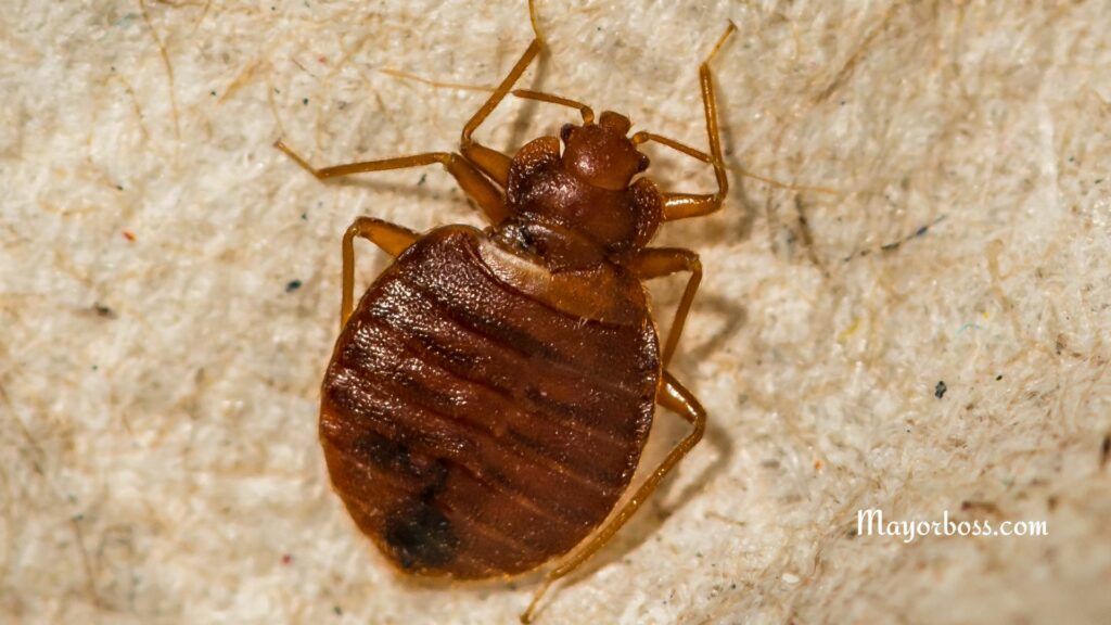 Bed Bugs