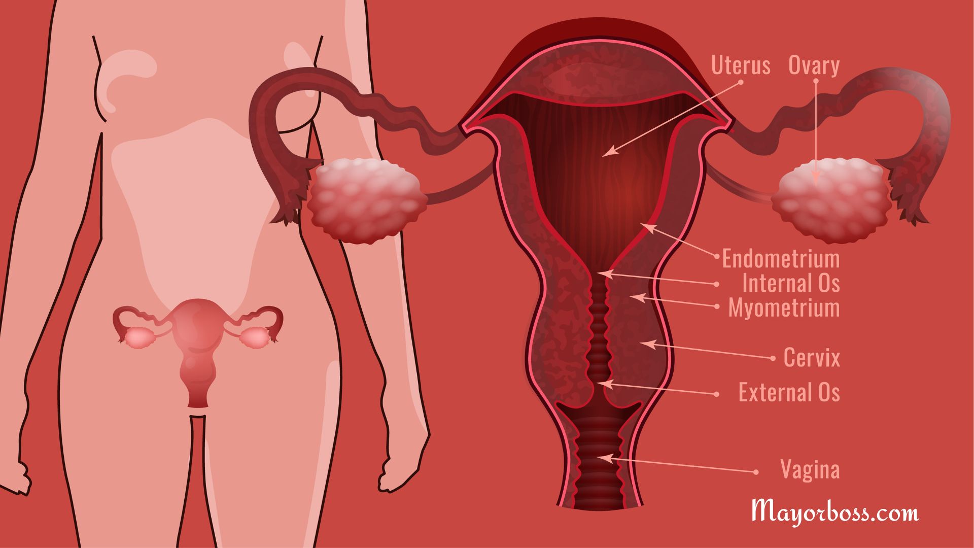 Diseases Of The Female Reproductive System Every Woman Needs To Know About