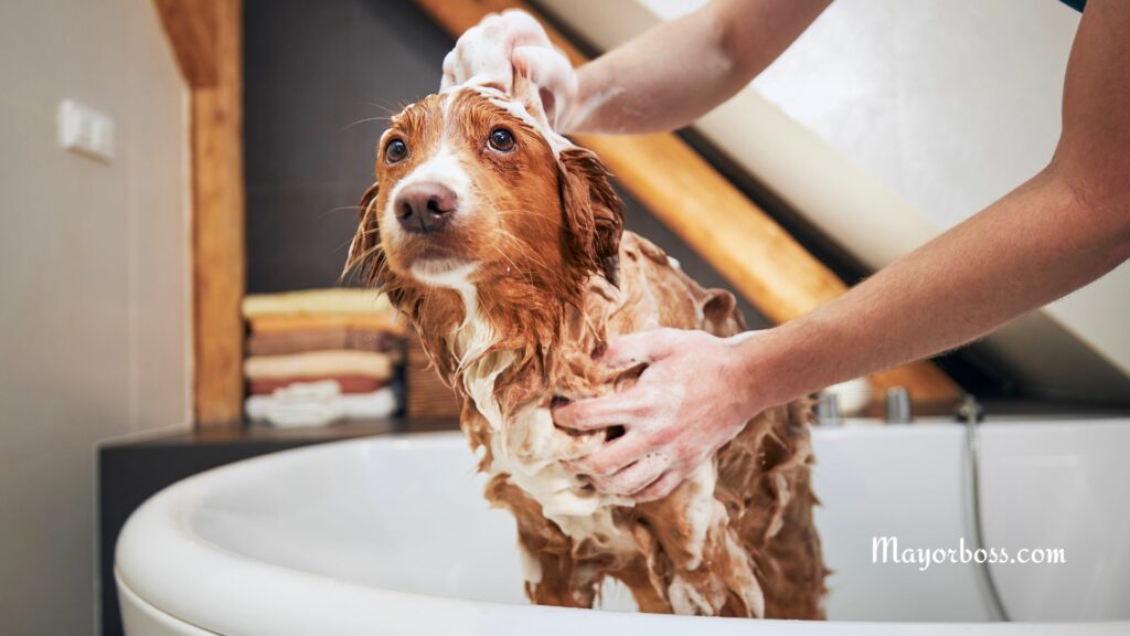 How to Get Rid of Fleas