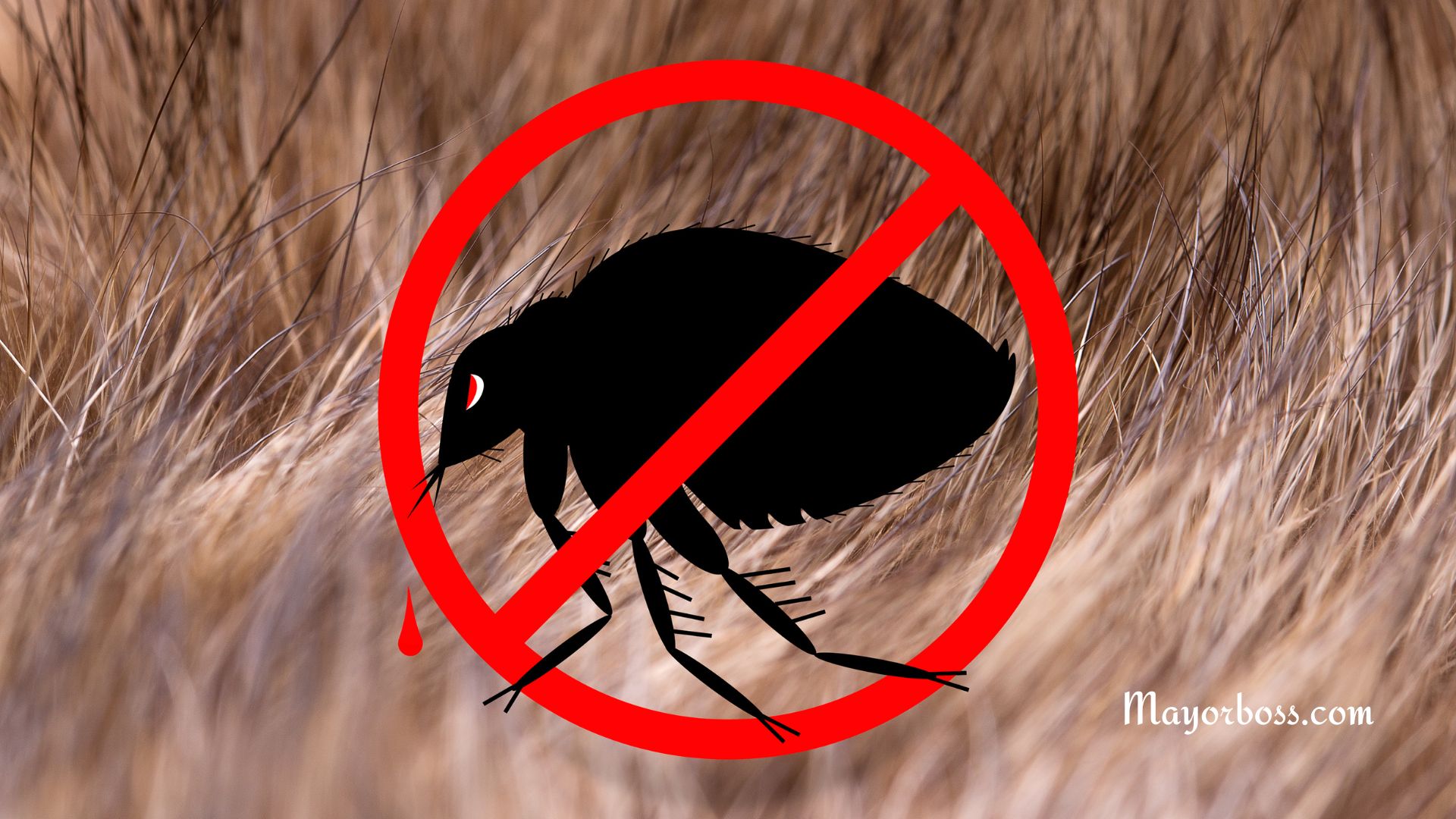 How to Get Rid of Fleas