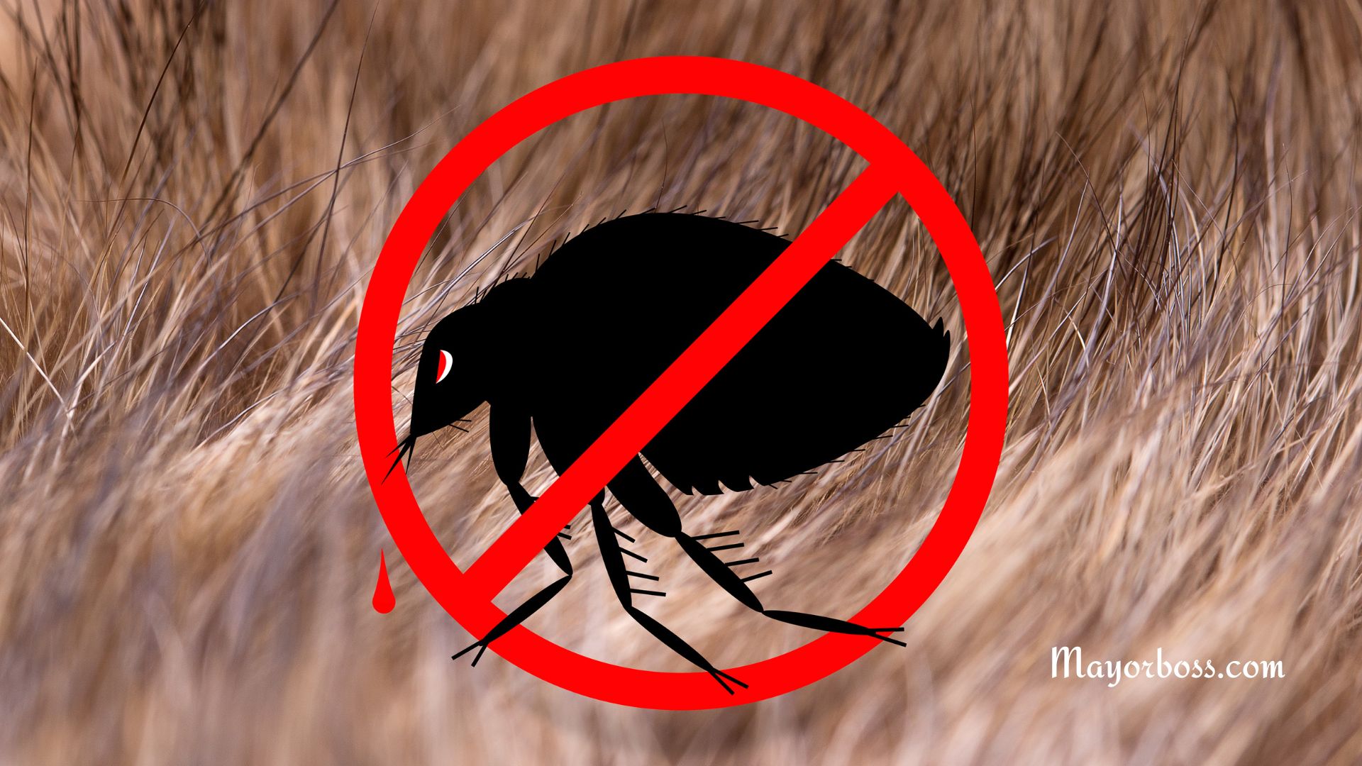 How to Get Rid of Fleas