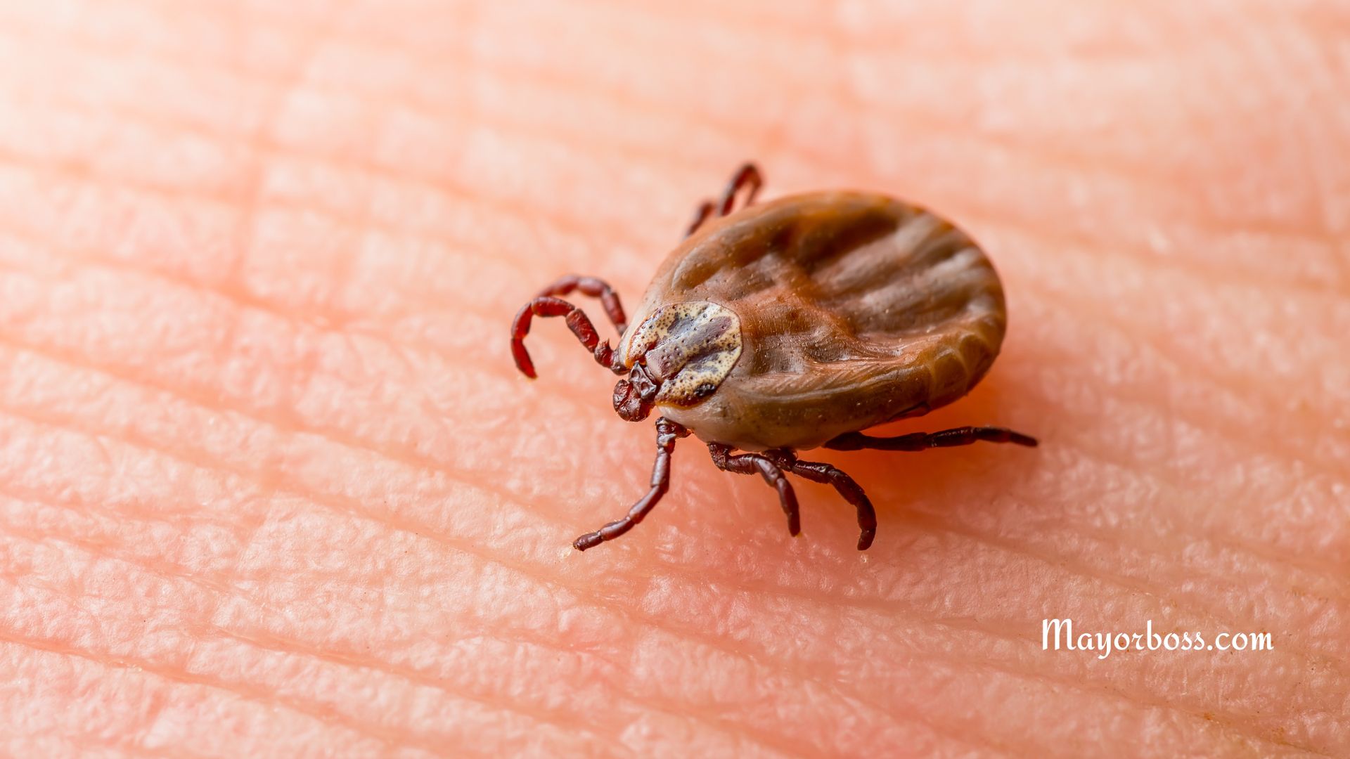 How to Prevent Tick Bites and What to Do If You Get One