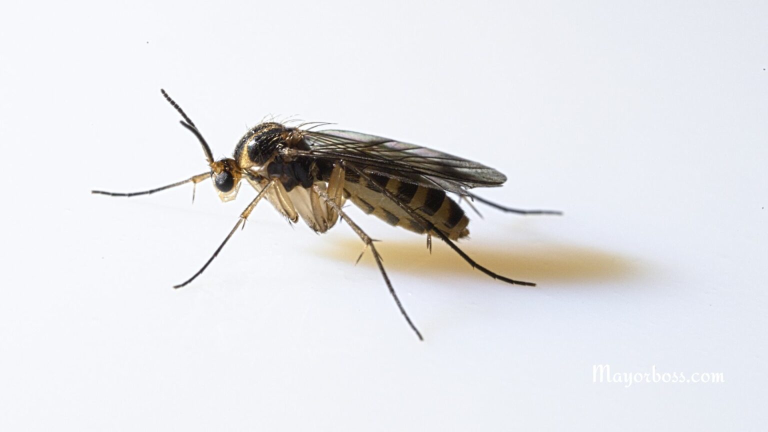 How to Get Rid of Midges in the House