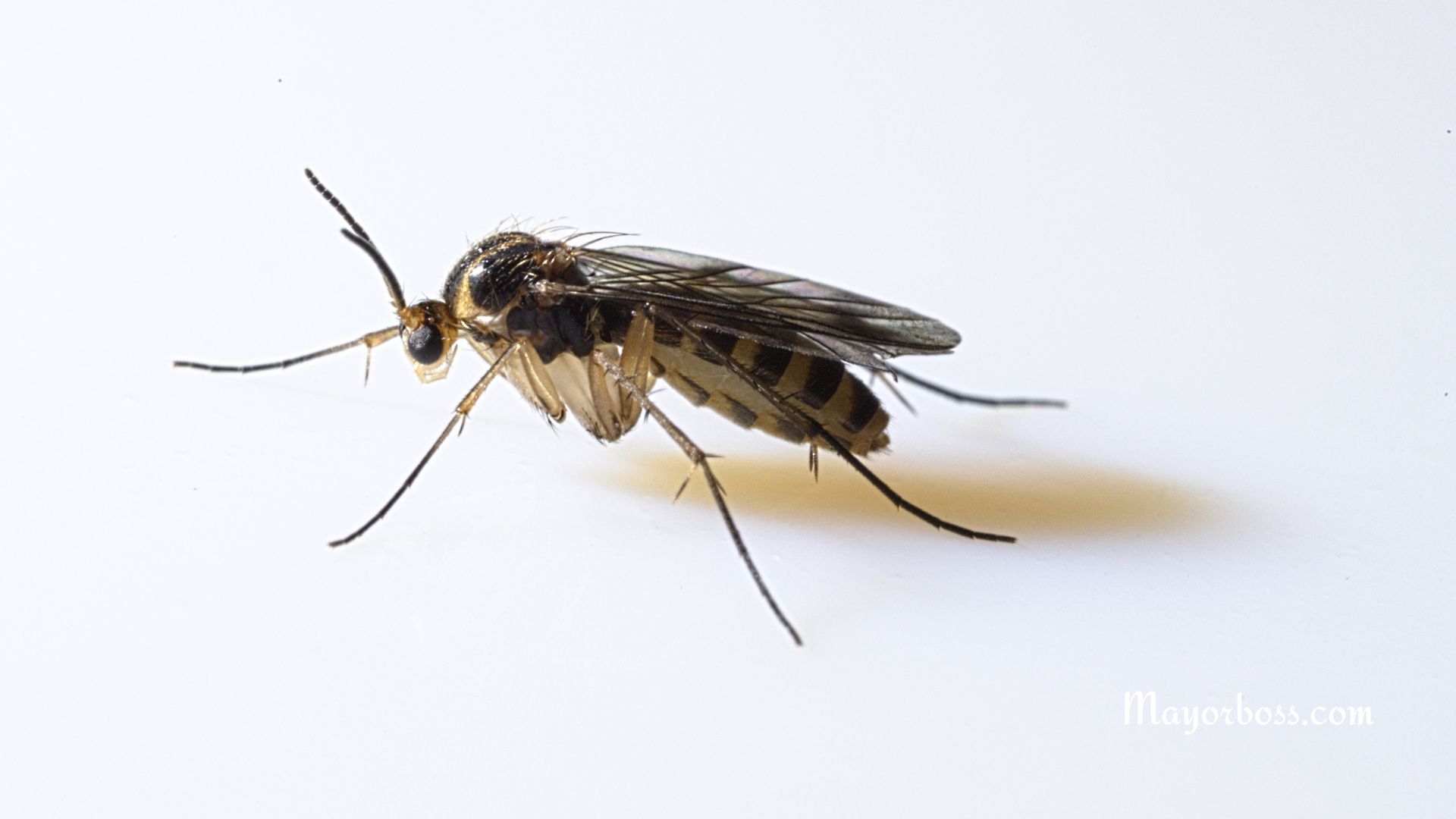 How to Get Rid of Midges in the House