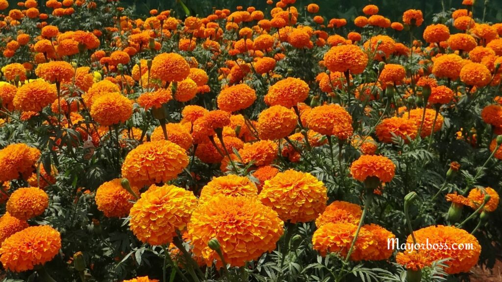 Marigolds