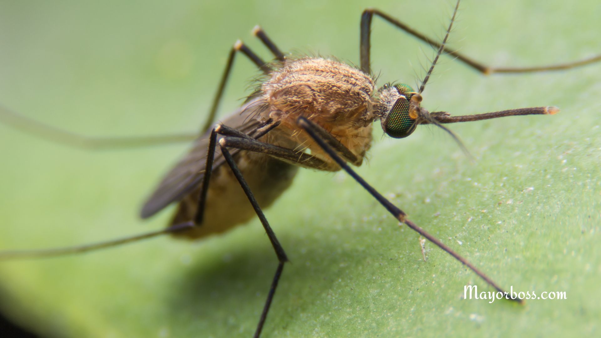 Mosquito Repelling Plants and Herbs