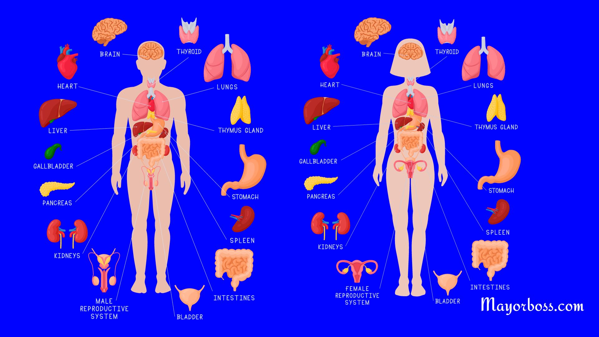 Organs of the Human Body