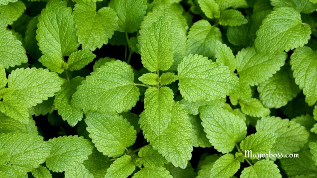 Lemon Balm