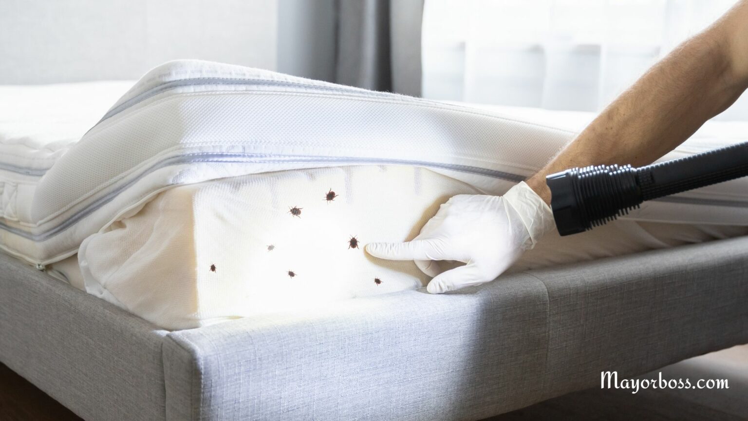 How to Know if You Have Bed Bugs