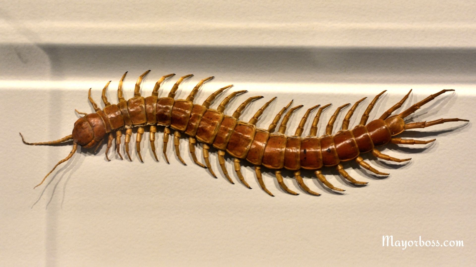 Never Ever Kill a House Centipede Again: Here's Why