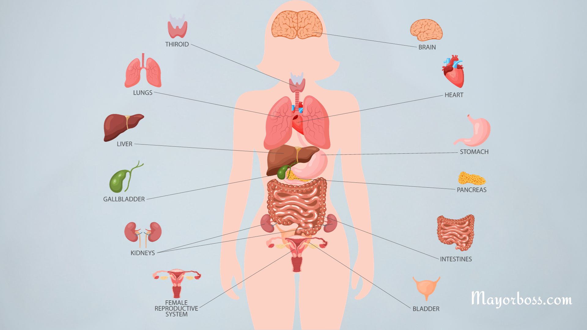 What Organs Are On the Left Side of Your Body?