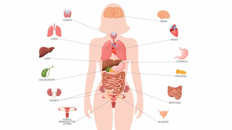 What Organs Are On the Right Side of Your Body?