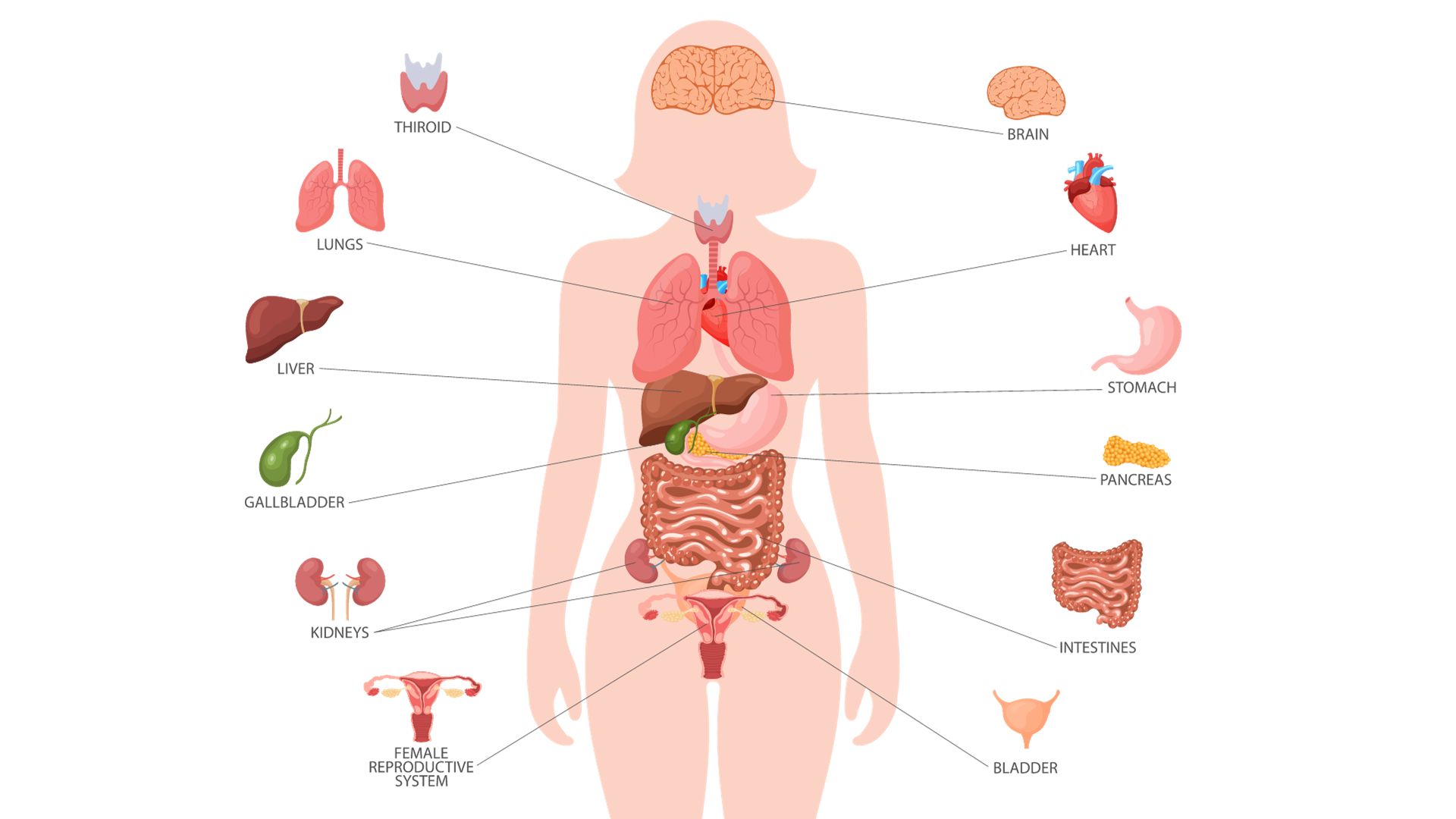 What Organs Are On the Right Side of Your Body?