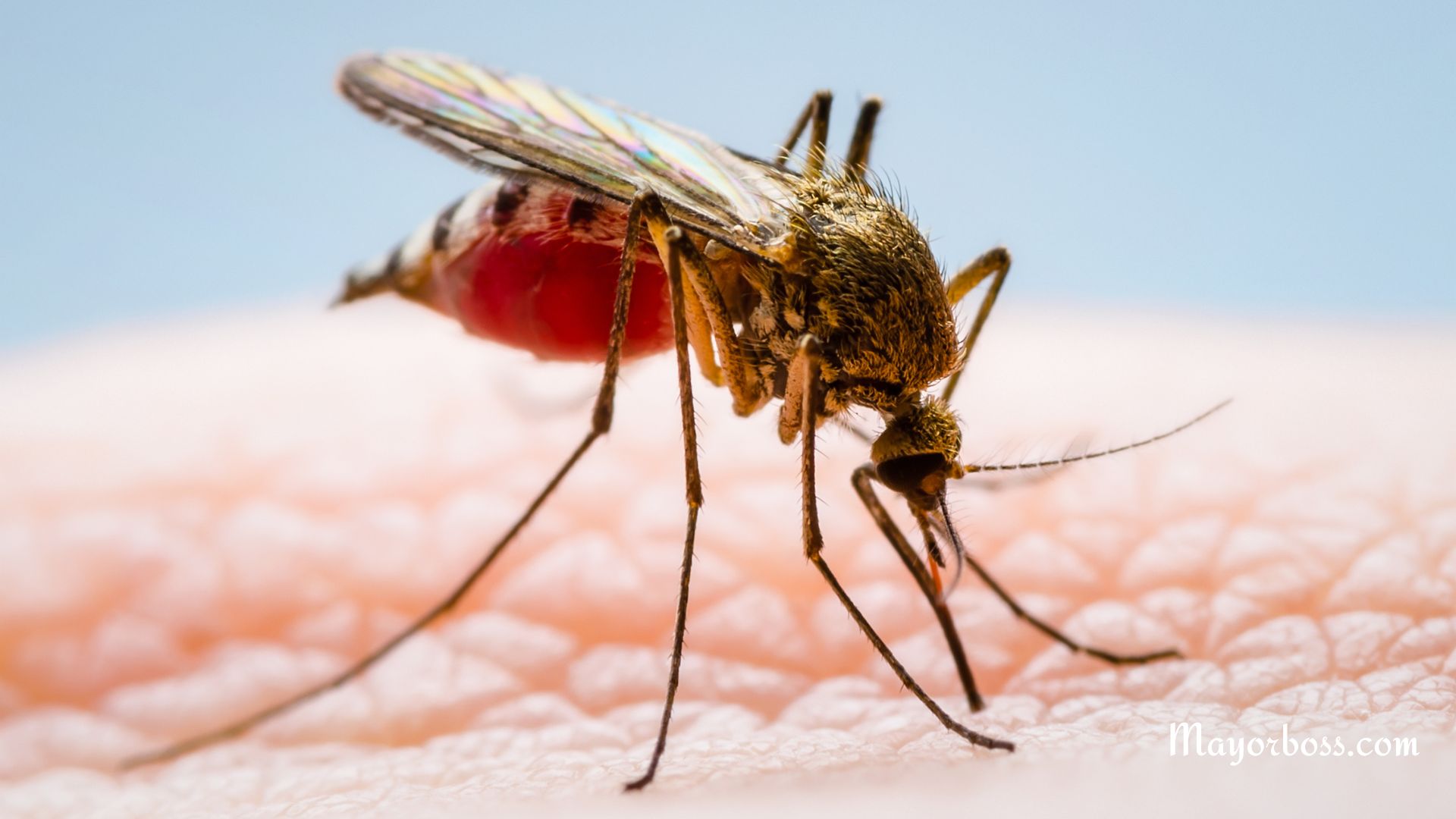 Why Mosquitoes Bite Some People More Than Others