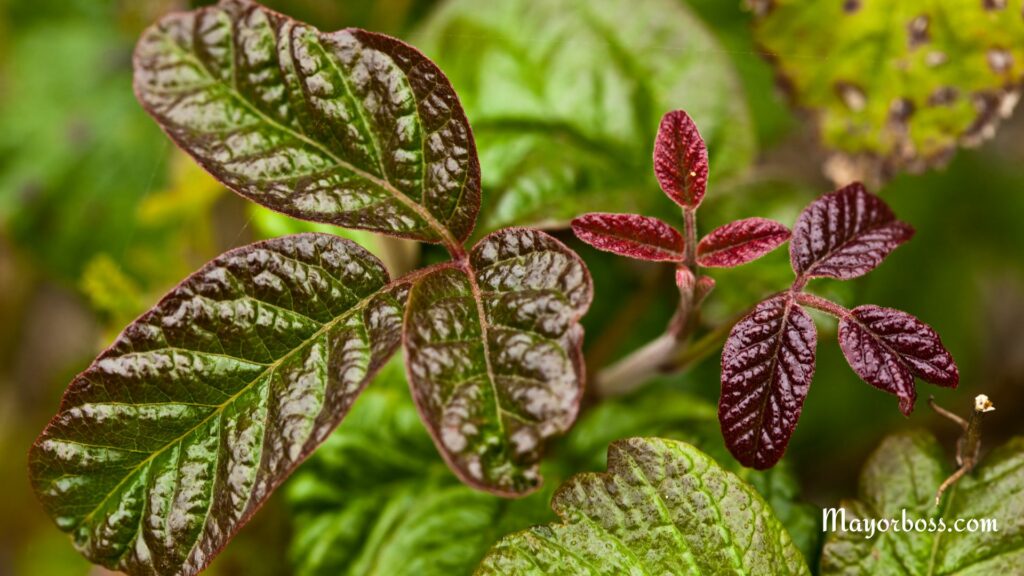 What Does Poison Oak Look Like?
