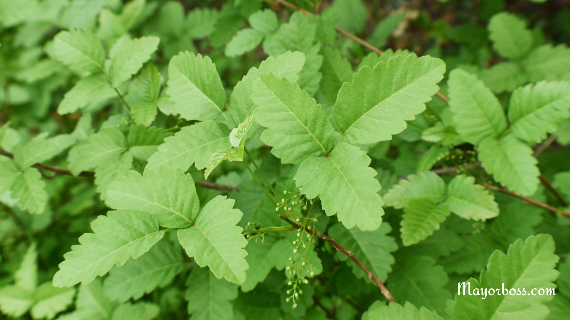 What Does Poison Oak Look Like?