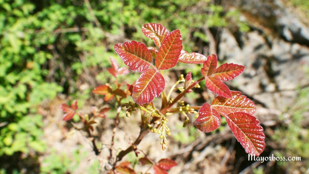  Poison Oak 