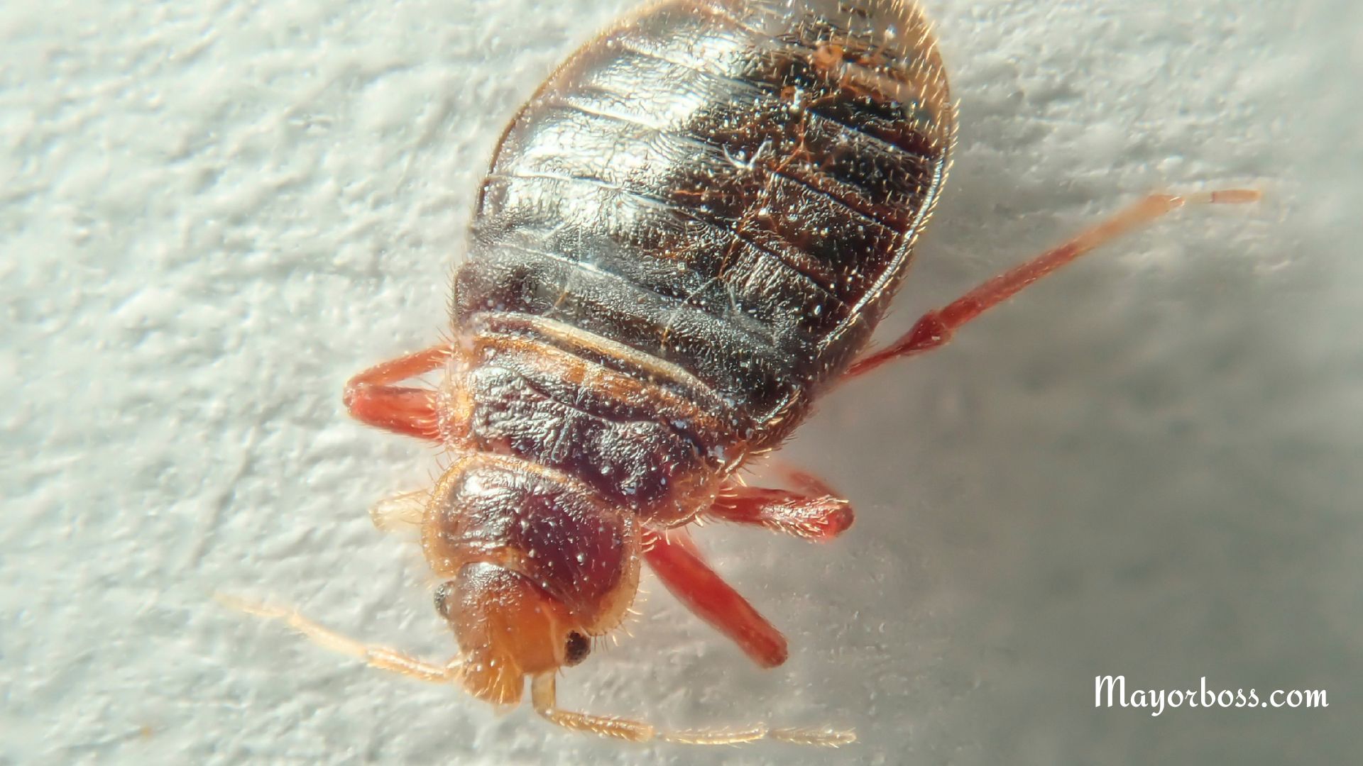 What Kills Bed Bugs Instantly?