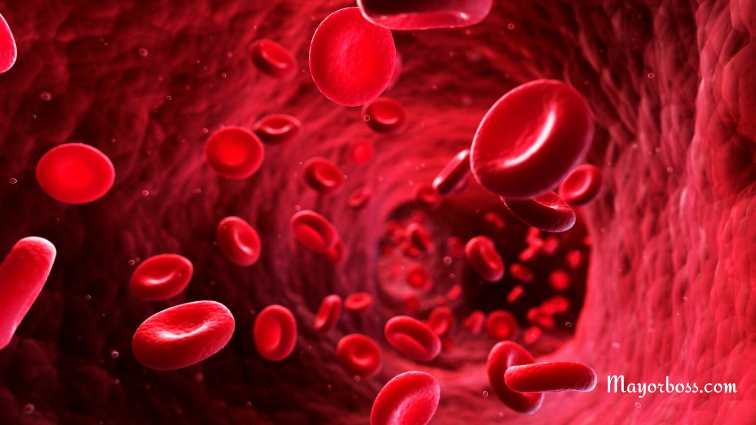 How Much Blood Is in Your Body Blood Volume in Litres & Percentage