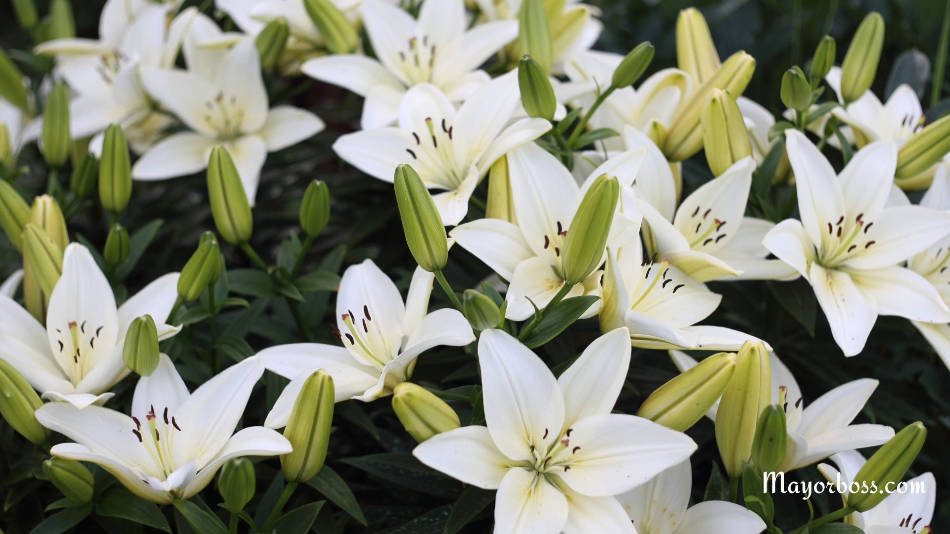 Allergy to Lilies: Symptoms, Causes, and Treatment